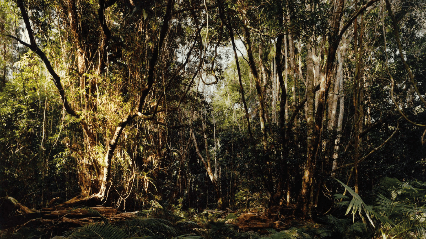 Jungle Hut Grundstück